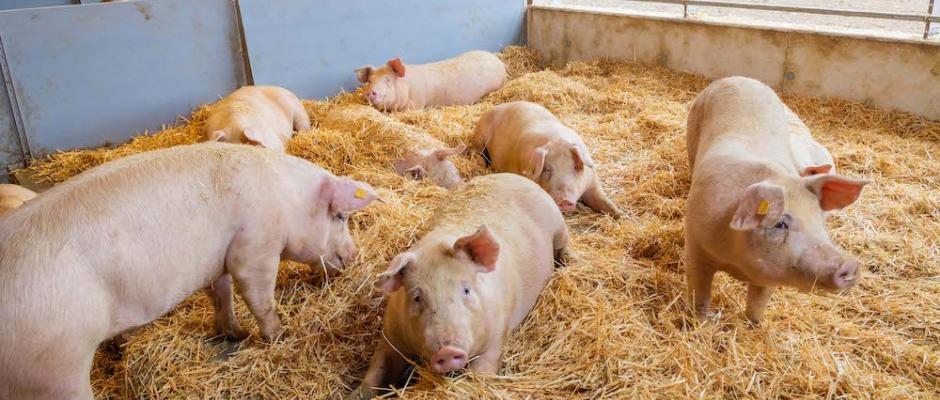 Die Duroc-Schweine stammen alle aus der Südoststeiermark. Die Tiere haben um 100 % mehr Platz als gesetzlich vorgegeben und werden artgerecht in Gruppen gehalten.