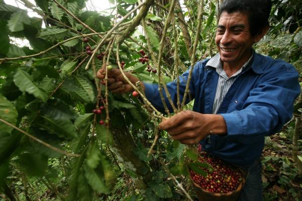 Hofer bietet ab sofort auch konventionelle Fairtrade-Kaffees an. Damit wird den niedrigen Preisen im Ursprungsland bei den Bauern entgegengewirkt.