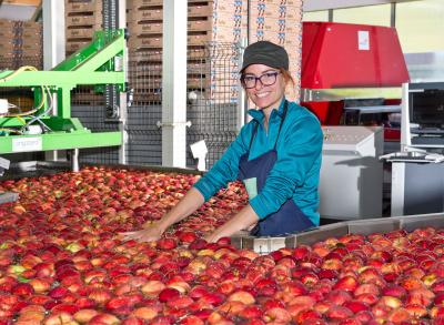 Heimische Tiroler Äpfel werden bei SPAR ganz besonders bevorzugt – im Bild Caroline Randolf aus Haiming.